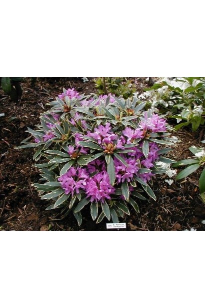 Рододендрон Варієгатум опис